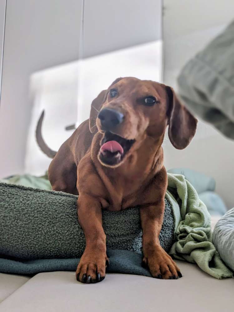 Hundetreffen-Darwins wilde Wiese🌷☀️🐶-Profilbild