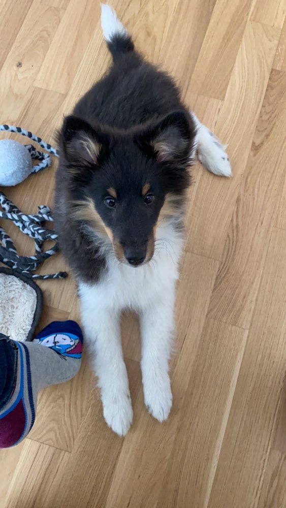 Hundetreffen-Welpentreffen in Staaken-Profilbild