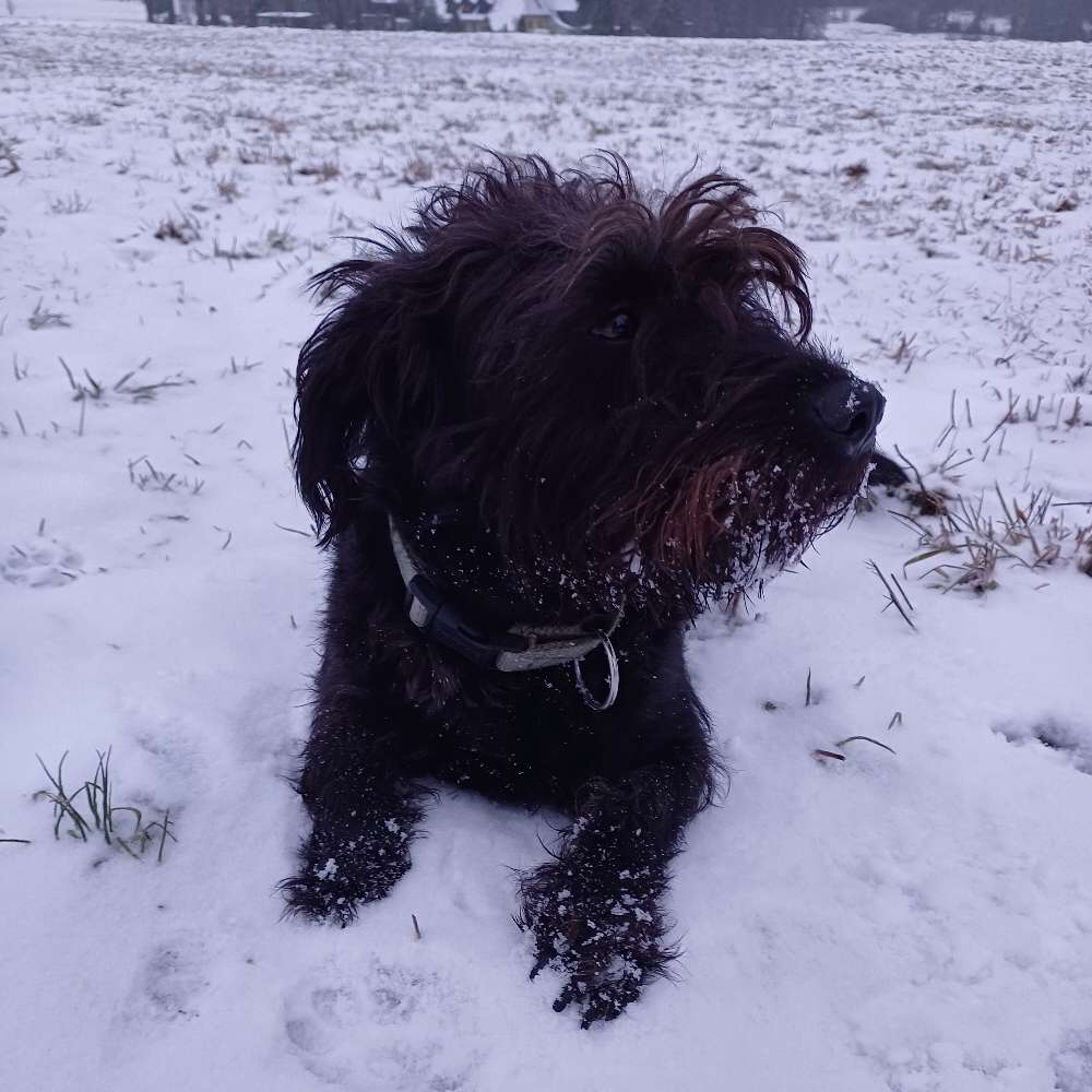 Hundetreffen-Spiele- und Gassitreffen-Profilbild