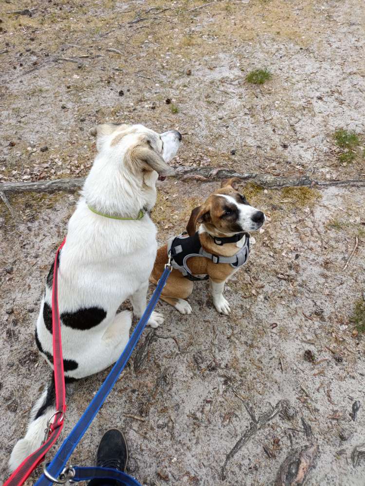 Hundetreffen-Gassi in Joachimsthal-Profilbild