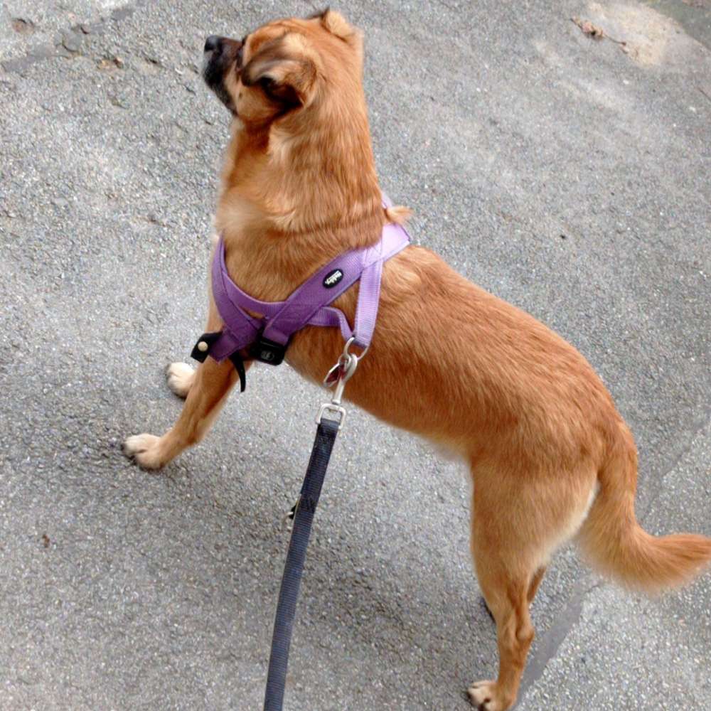 Hundetreffen-Hunde treffen in erle-Profilbild