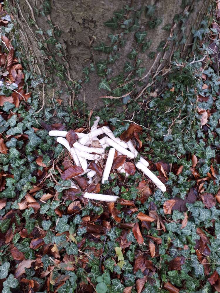 Giftköder-Giftköder???-Profilbild