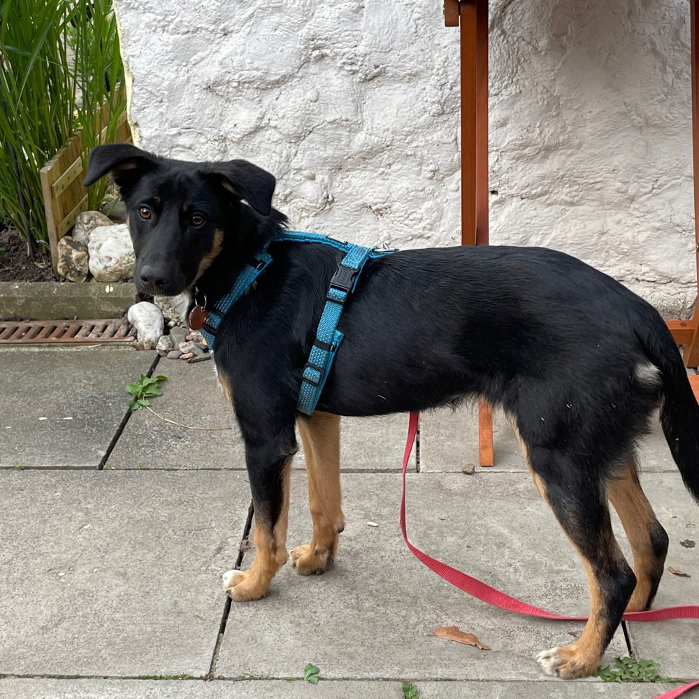 Hundetreffen-Junior Bebbo Sucht Freunde-Profilbild