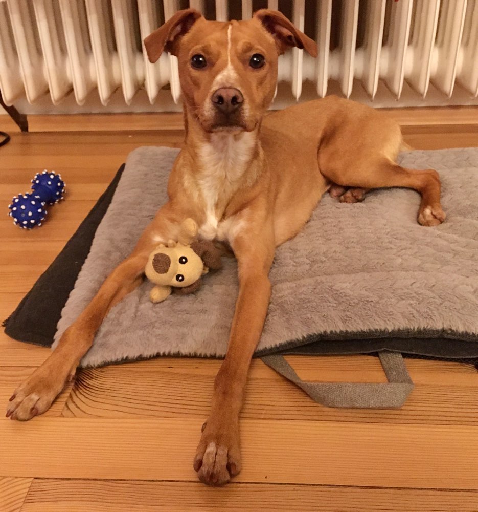 Hundetreffen-(Trainings-) Spaziergang-Profilbild