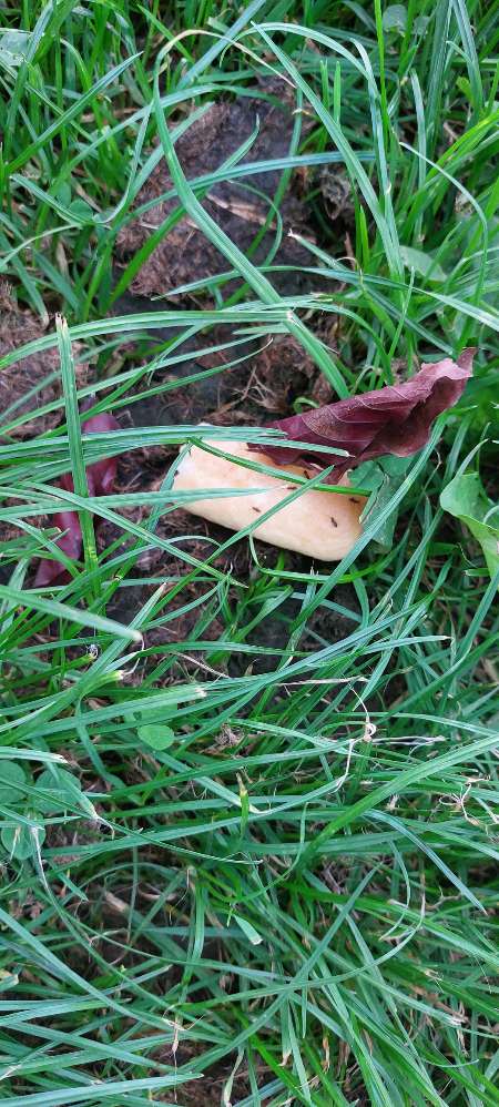 Giftköder-Ausgelegte Brotteile-Profilbild