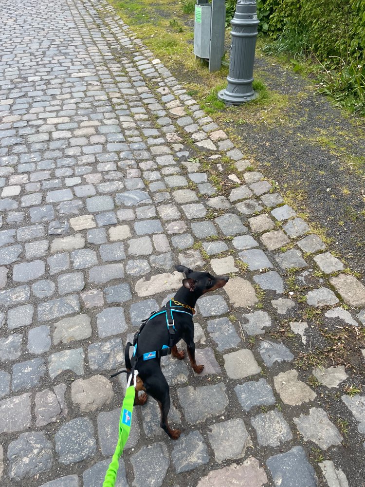 Hundetreffen-Powerwalken & Wandern mit Hund-Profilbild