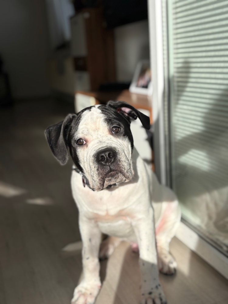 Hundetreffen-Bubi sucht spiel Freunde-Profilbild