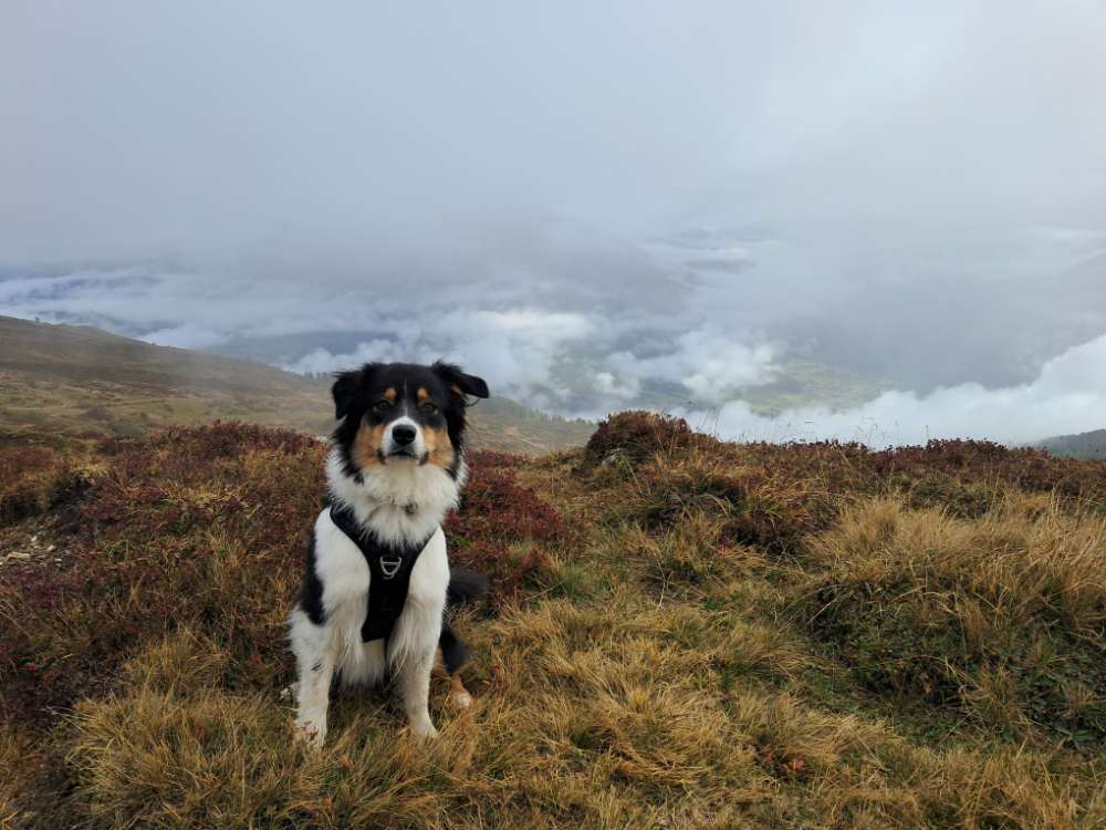 Hundetreffen-Gemeinsamer Spaziergang-Profilbild