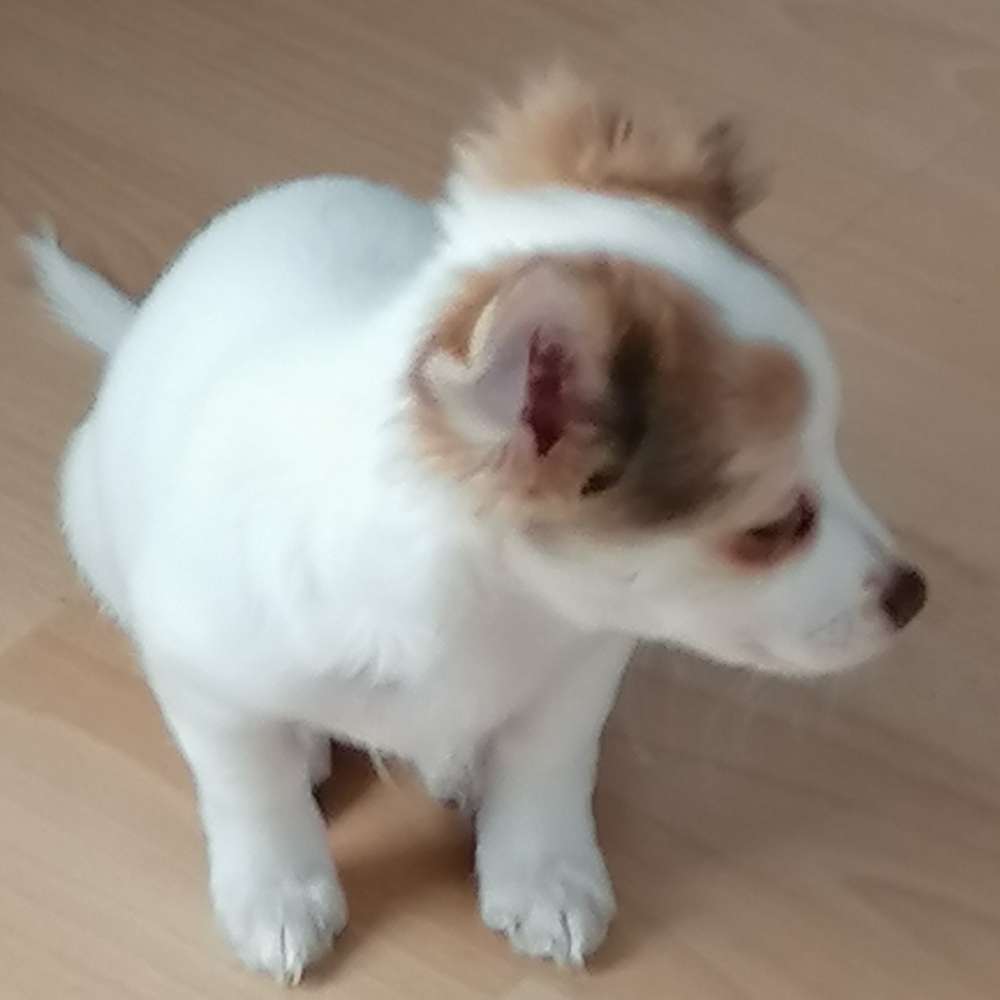 Hundetreffen-Treffen für die Kleinen zum Spielen-Profilbild