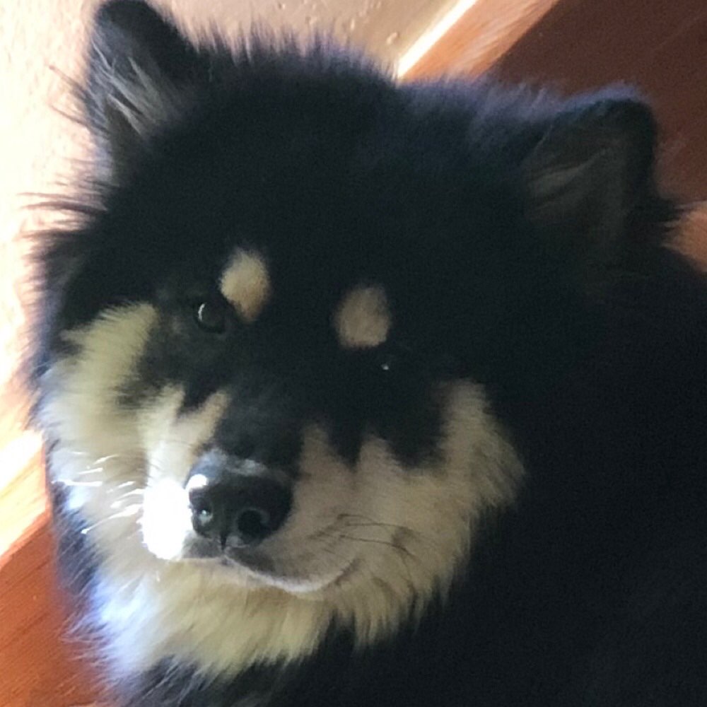 Hundetreffen-Gassi-/Spieltreffen-Profilbild