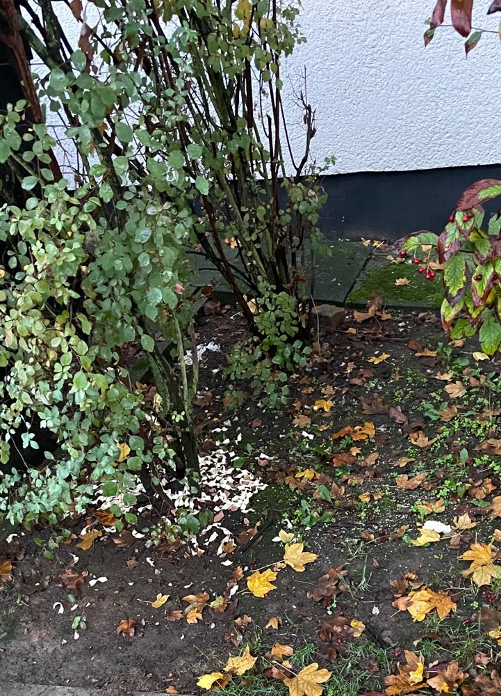 Giftköder-Essensreste und Fleischstücke-Profilbild