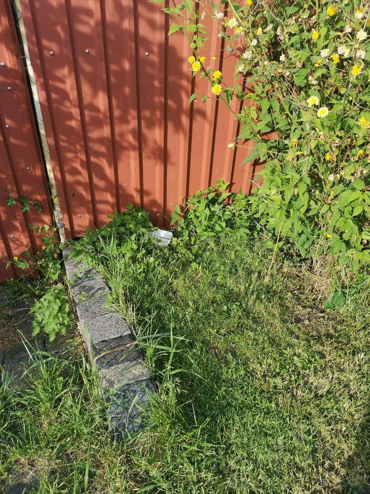 Giftköder-Giftköder TÄGLICH!-Profilbild