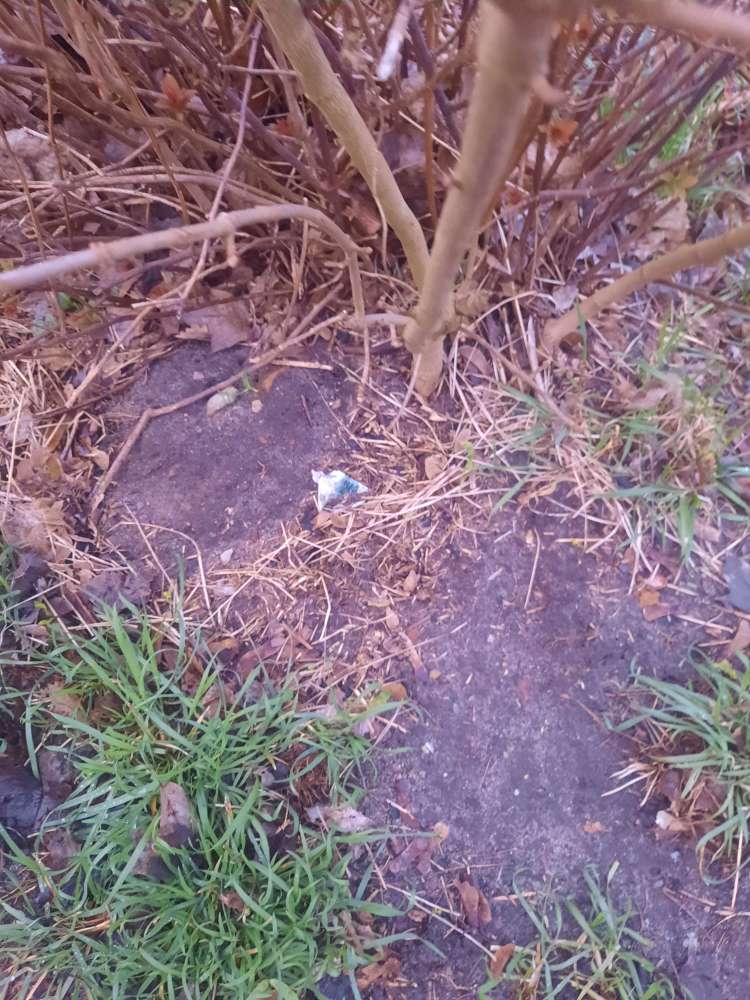 Giftköder-Giftköder (RattenGift)-Profilbild