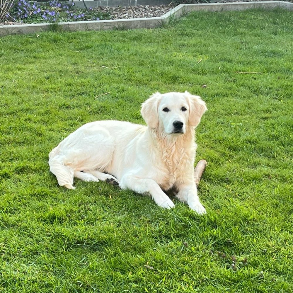 Hundetreffen-Hundetreff zum Spielen und Spazieren gehen-Profilbild