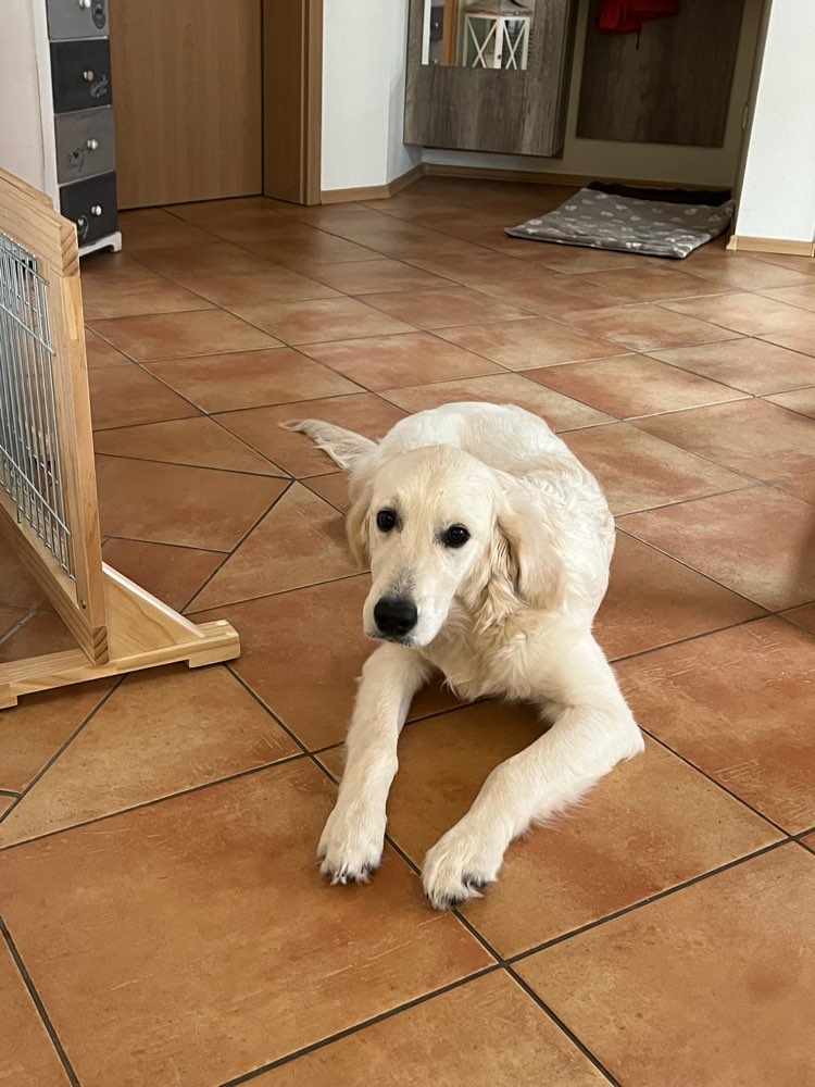 Hundetreffen-Junghund Treffen-Profilbild