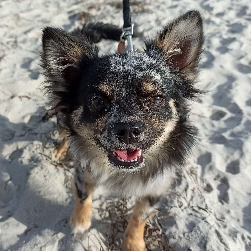 Hundetreffen-Treffen in der Nähe von Großenhain oder in Großenhain-Profilbild