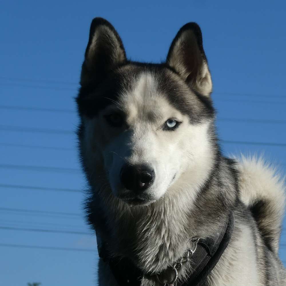 Hundetreffen-Tikila 🐺 geht gerne Spazieren, freut sich auch auf neue Hunde 🐕 Kontakte-Profilbild