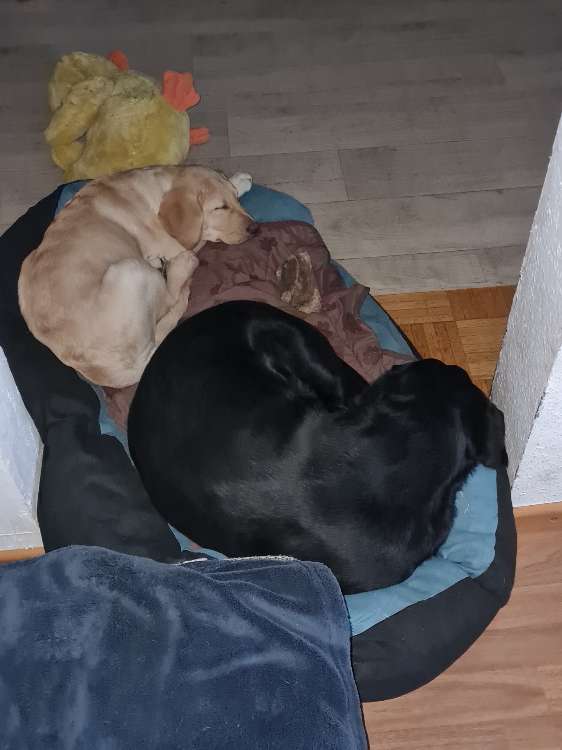 Hundetreffen-Spaziergang-Profilbild