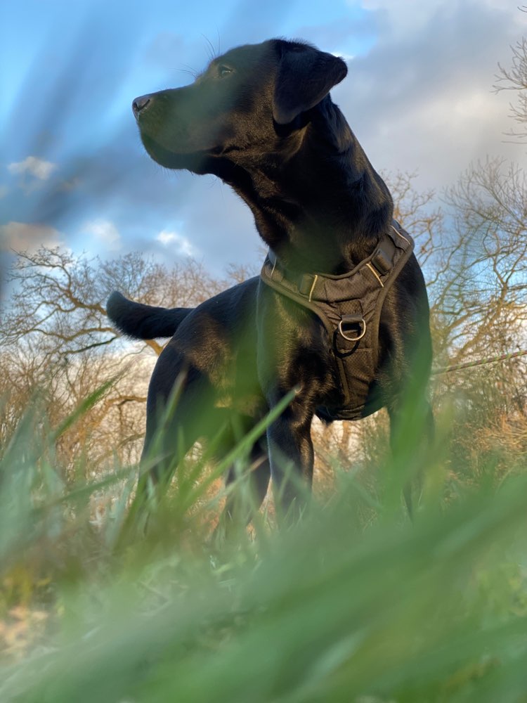 Hundetreffen-Suche Trainingspartner-Profilbild