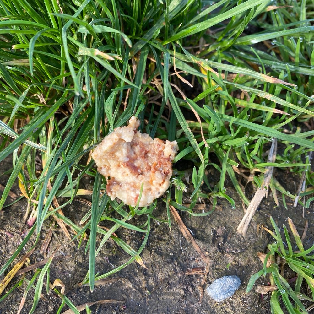 Giftköder-Eventueller Giftköder-Profilbild