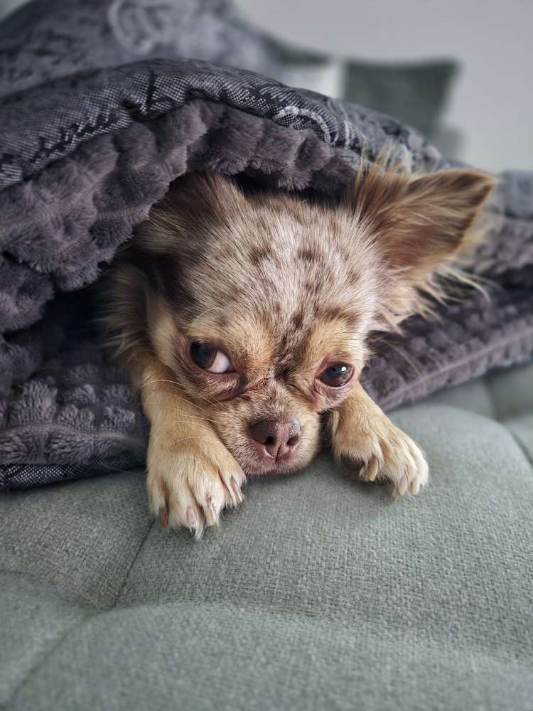 Hundetreffen-Schnüffelrunde für kleine Seelenwärmer-Profilbild