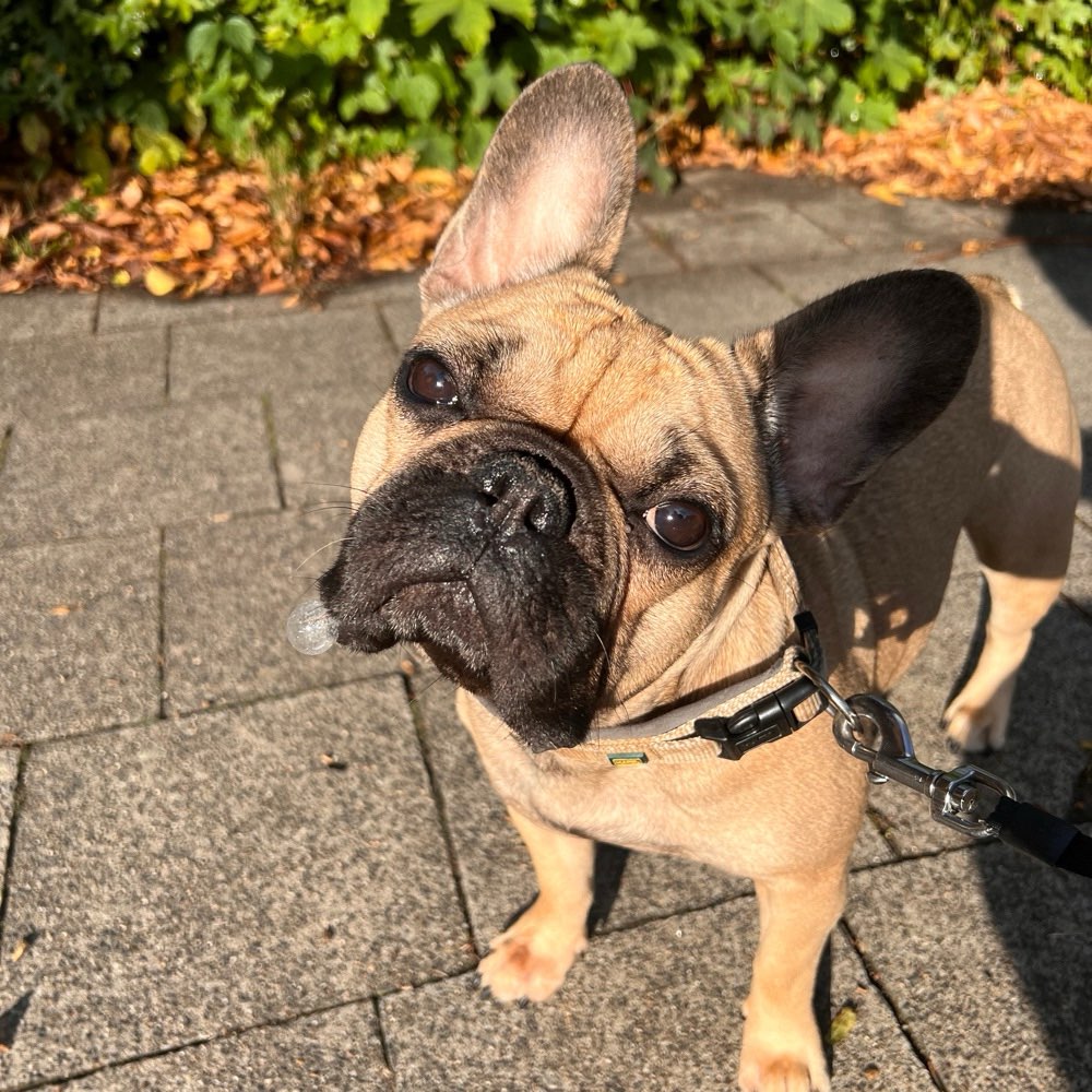 Hundetreffen-Frenchie Play-Date in Arnsberg-Profilbild
