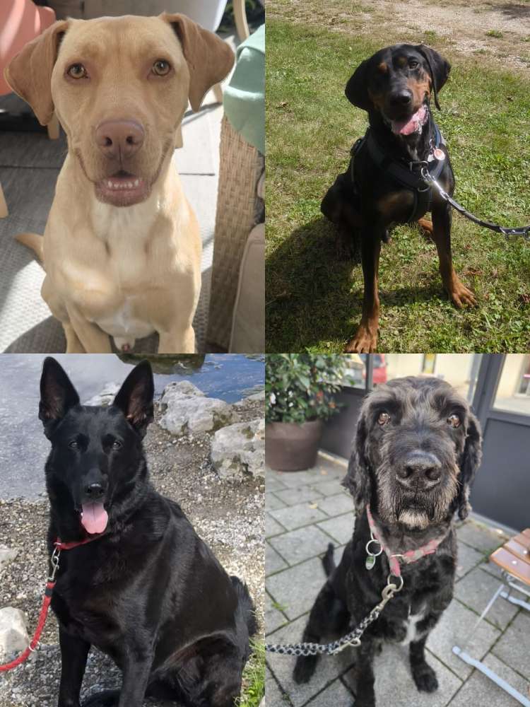 Hundetreffen-Hundefreunde gesucht-Profilbild
