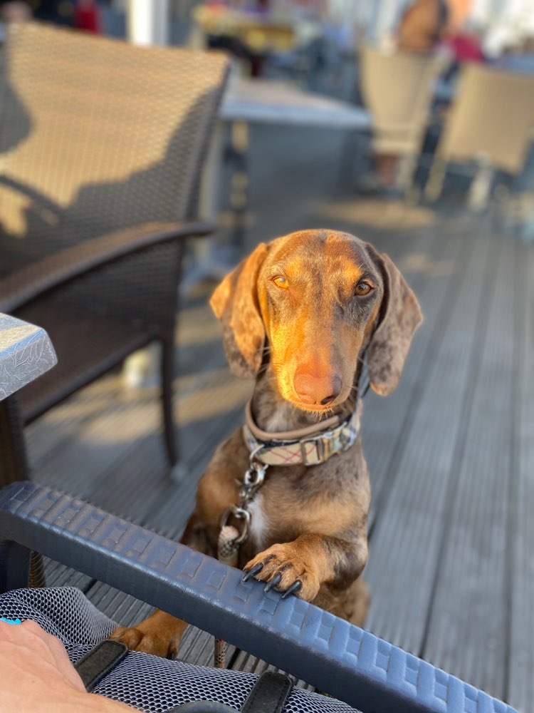 Hundetreffen-Herbstrunde mit Hund 🐶-Profilbild