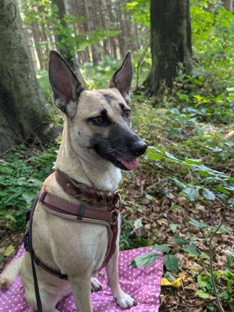 Hundetreffen-Neue Gassifreunde gesucht!-Profilbild