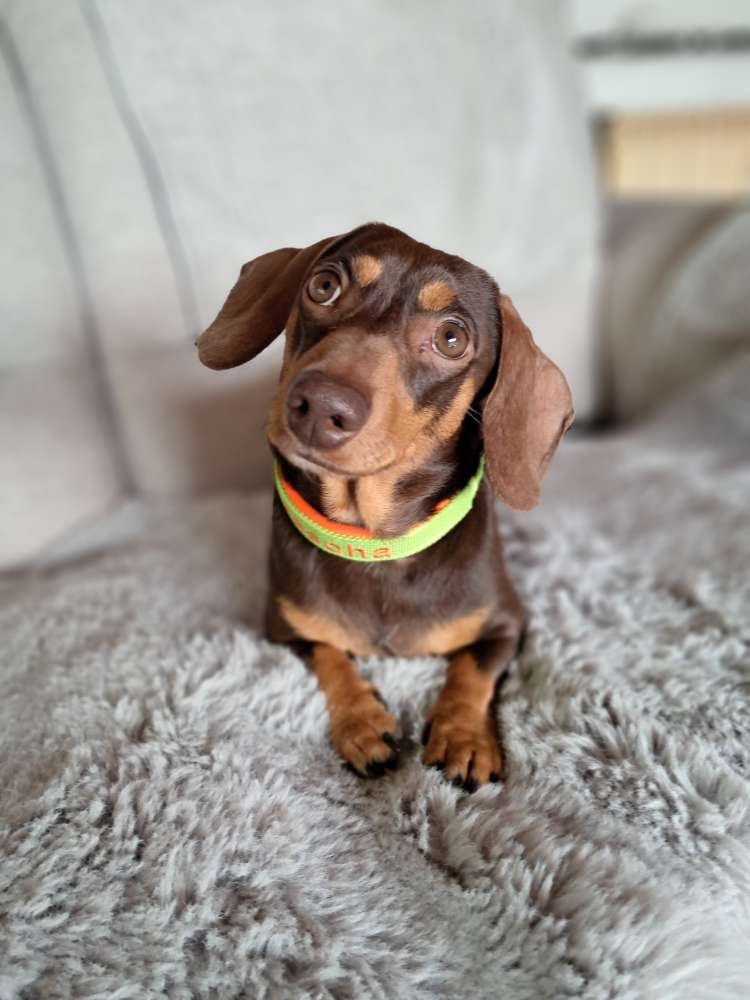 Hundetreffen-Gassi Treff mit Spiel und Spaß-Profilbild