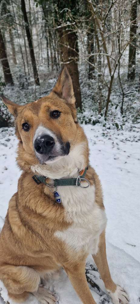 Hundetreffen-Spiel- und Gassirunde-Profilbild