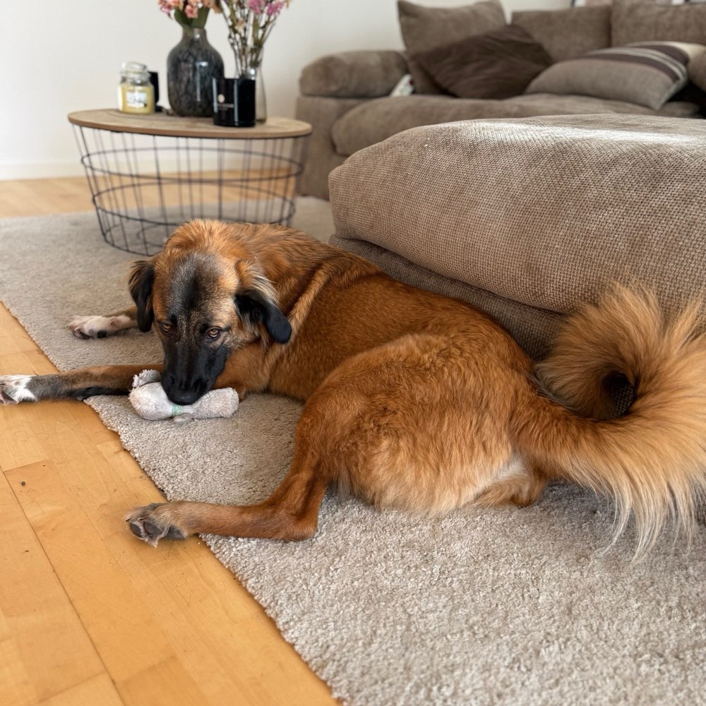 Hundetreffen-Gassi/Spielrunde-Profilbild