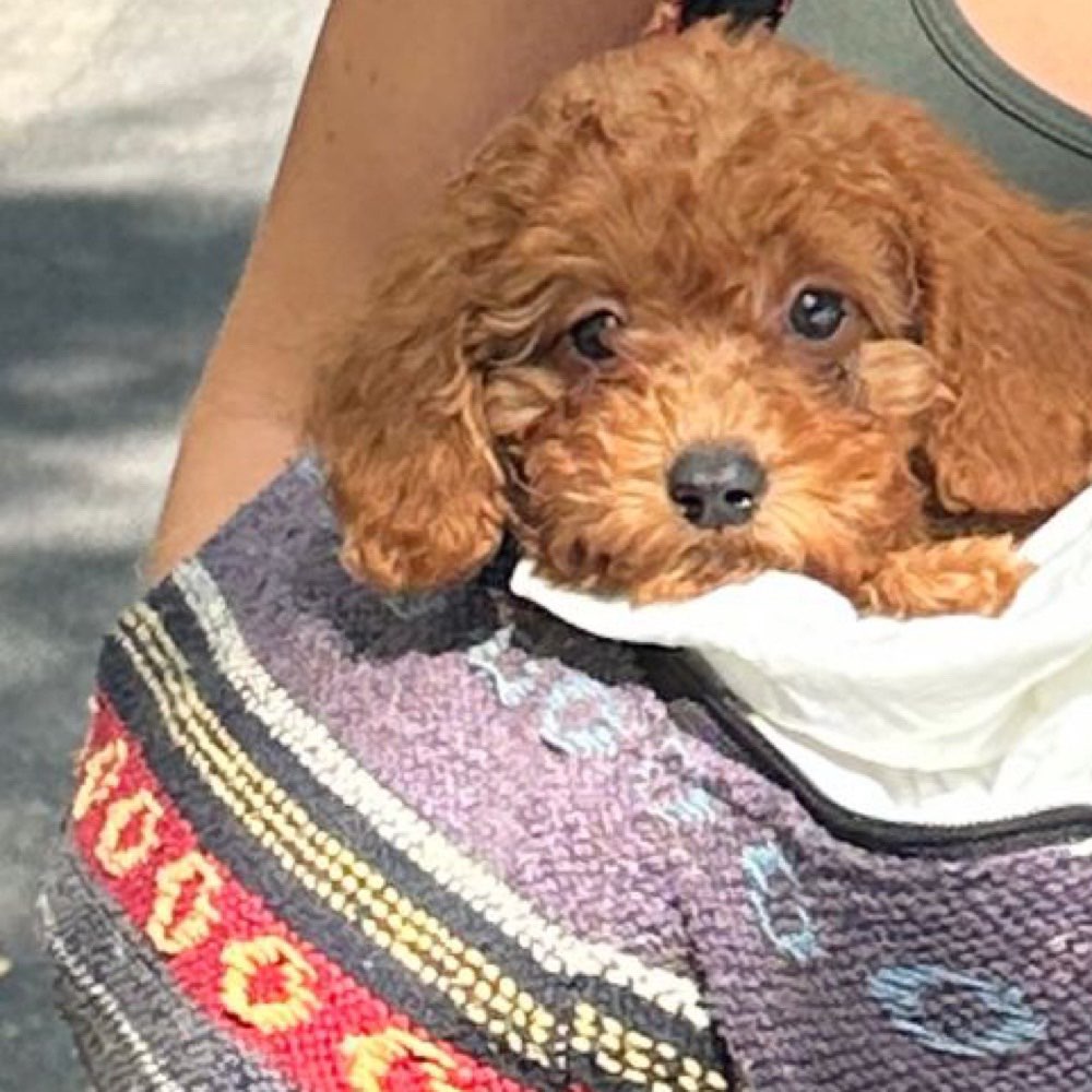 Hundetreffen-Welpenspielen im Gleisi-Profilbild