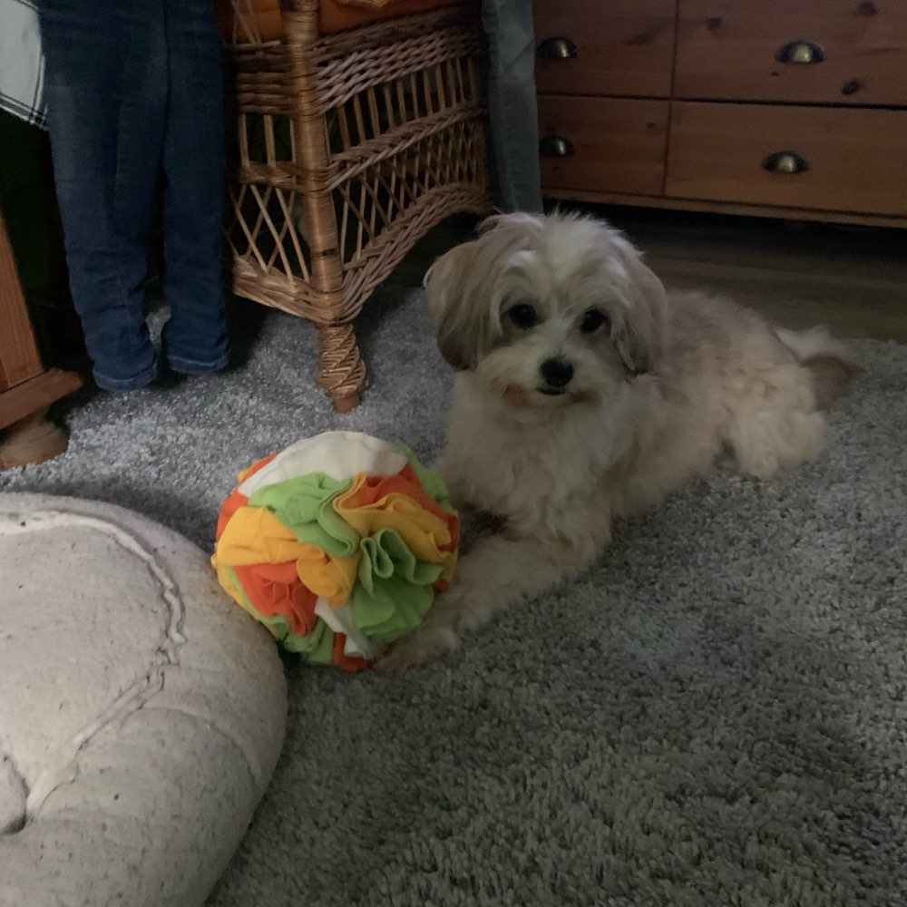 Hundetreffen-Begegnungsrunde mit Übungen zum trainieren-Profilbild