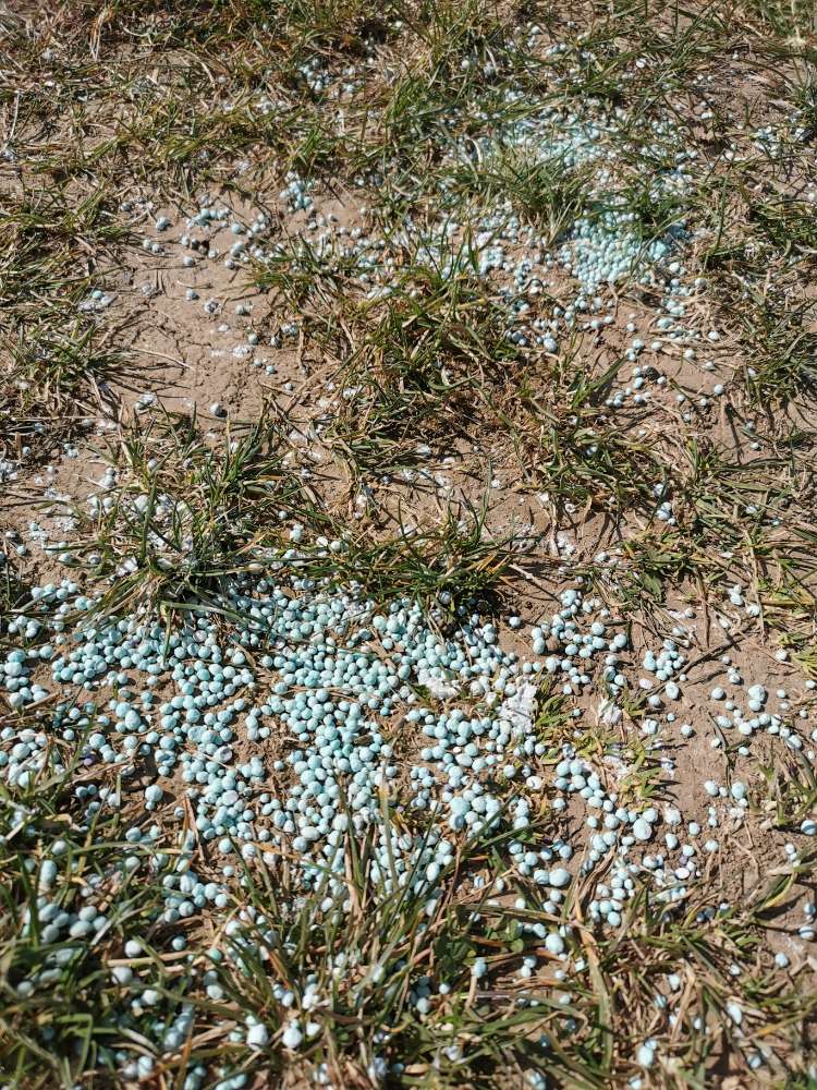 Giftköder-Blaukorn-Profilbild