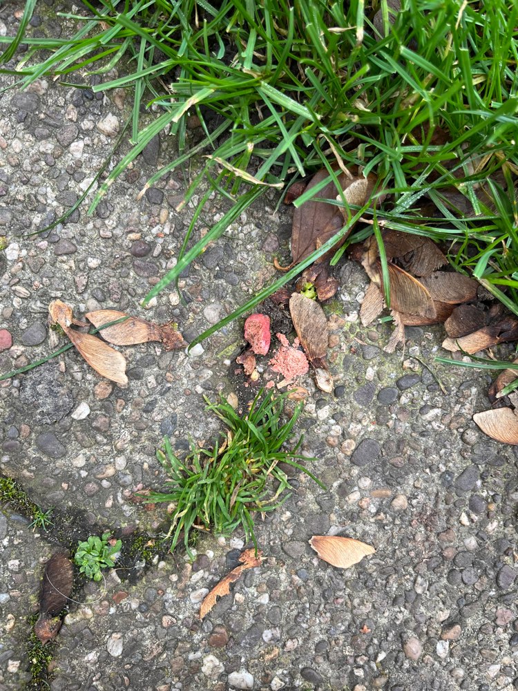 Giftköder-Rattengift am Gehweg-Rand!-Profilbild