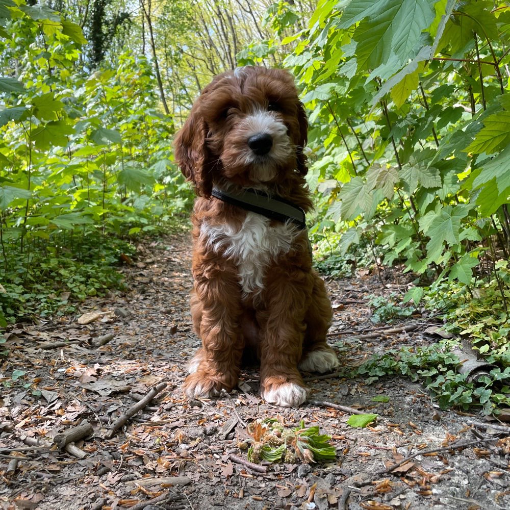 Hundetreffen-Welpen-Kumpel gesucht!-Profilbild
