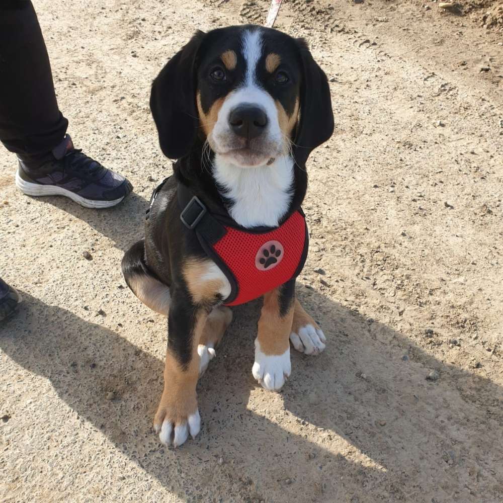 Hundetreffen-Welpentreffen Bornheim-Profilbild