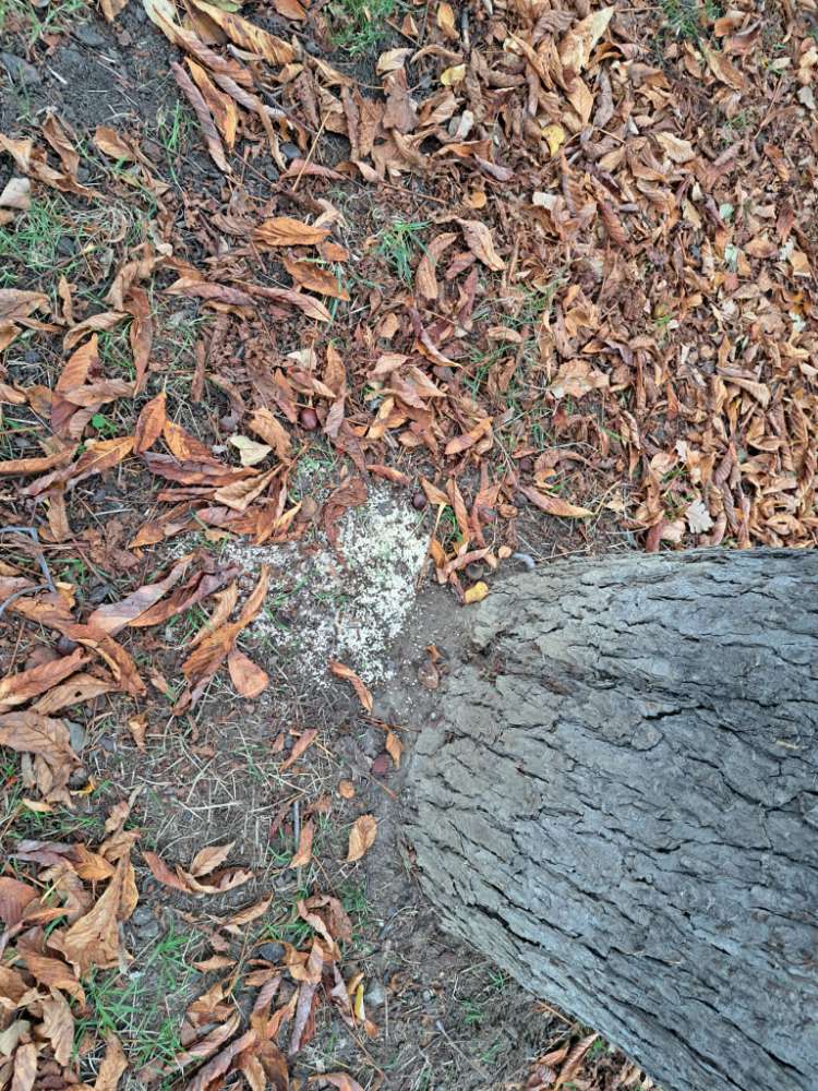 Giftköder-Dünger oder Kalkstreuung (giftig)-Profilbild