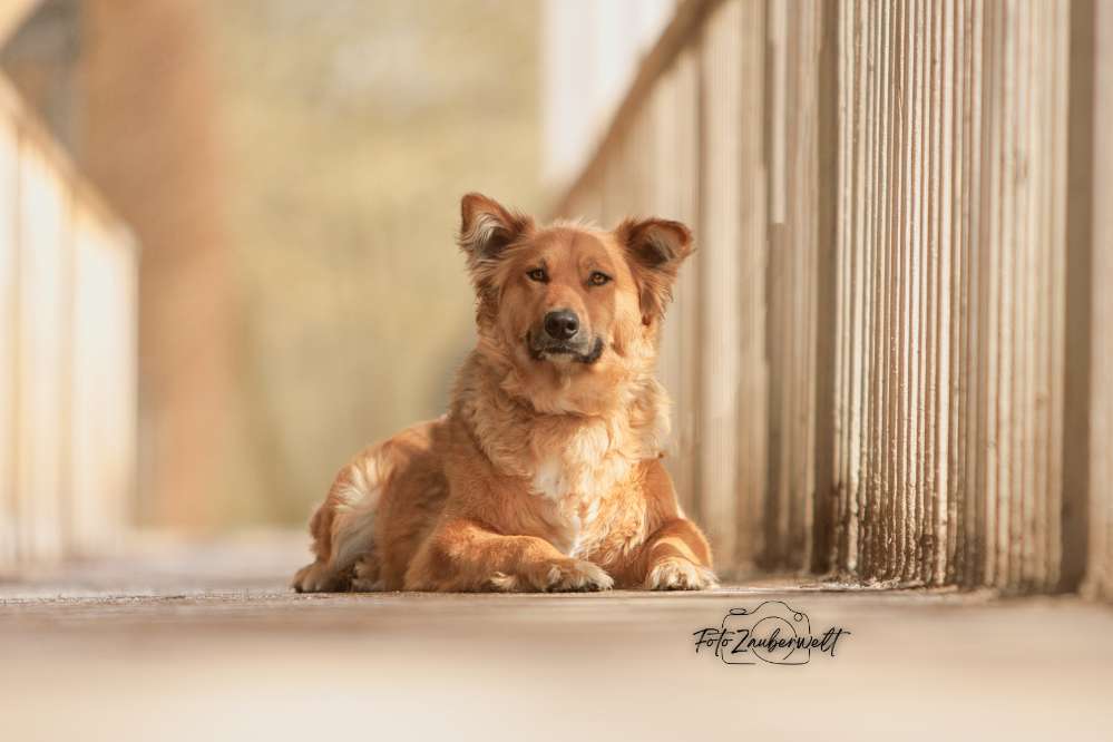 Hundetreffen-Erinnerungen von den 4 Pfotigen Familienmitgliedern-Profilbild