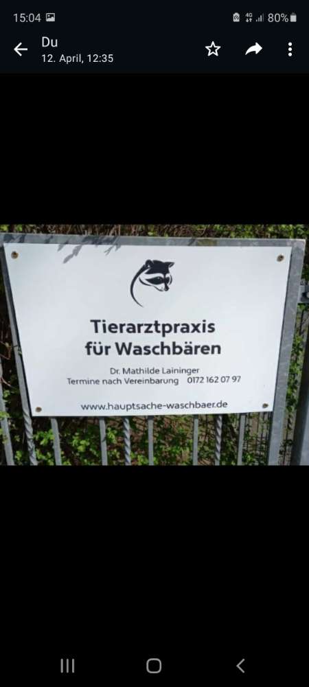 Giftköder-Waschbärwelpe / Racoon Puppy-Profilbild