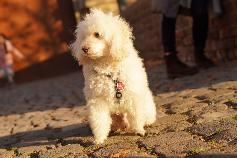 Suchmeldung-Nani-Profilbild