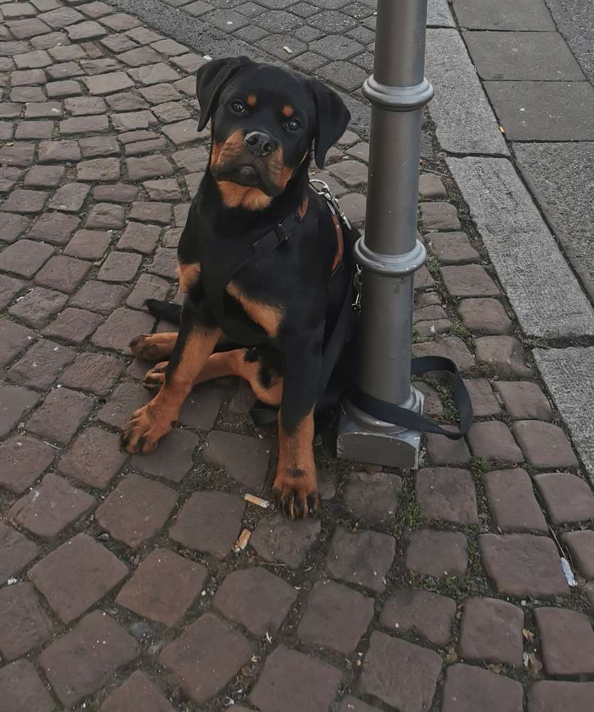Hundetreffen-Junghunde Klein Auheim und Umgebung-Profilbild