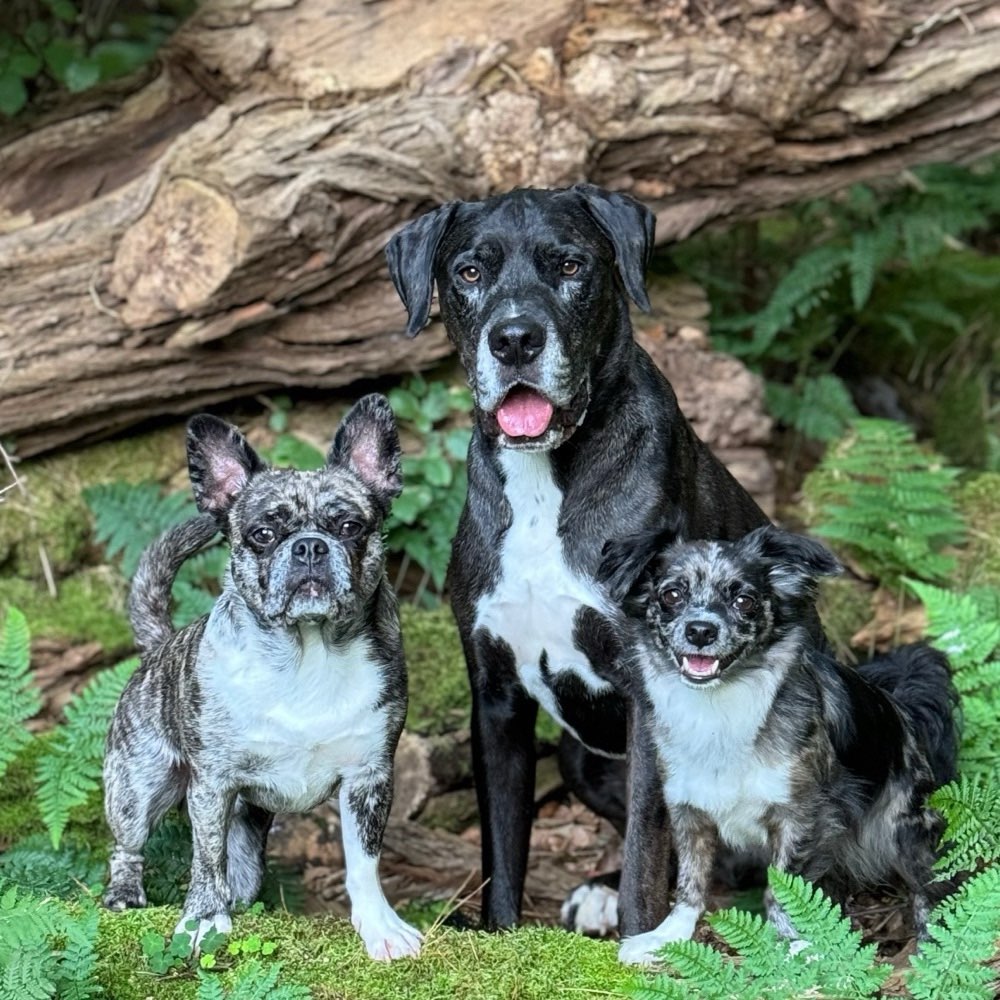Hundetreffen-Social Walk, Gassi Runden & Trainingspartner in Ibbenbüren gesucht 🐾-Profilbild