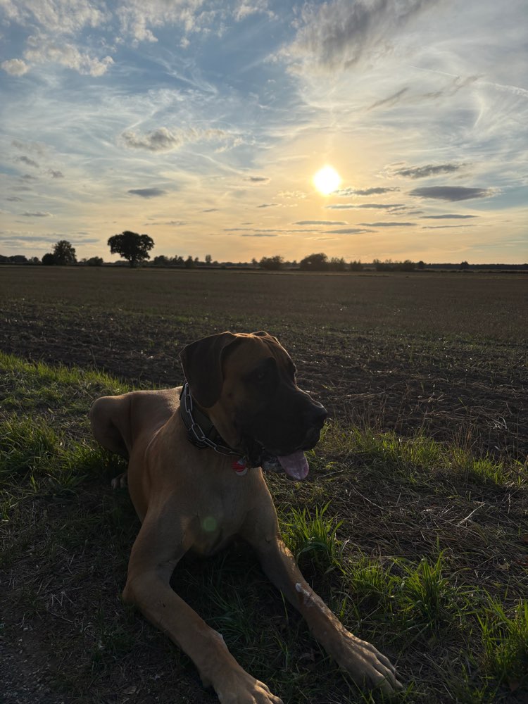 Hundetreffen-Spielrunde-Profilbild