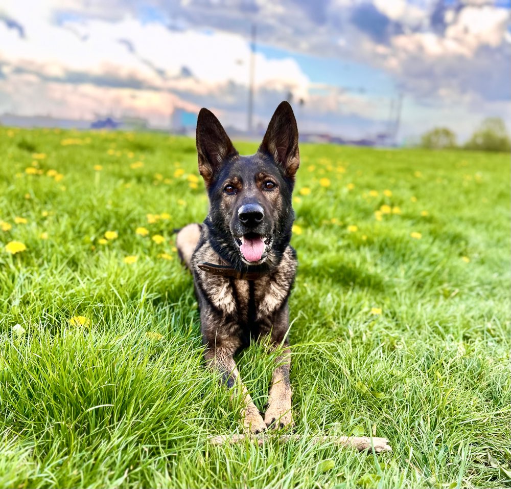 Hundetreffen-Gemeinsame Spaziergänge und Trainingspartner gesucht-Profilbild