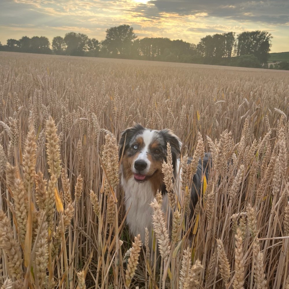 Hundetreffen-Social Walk-Profilbild