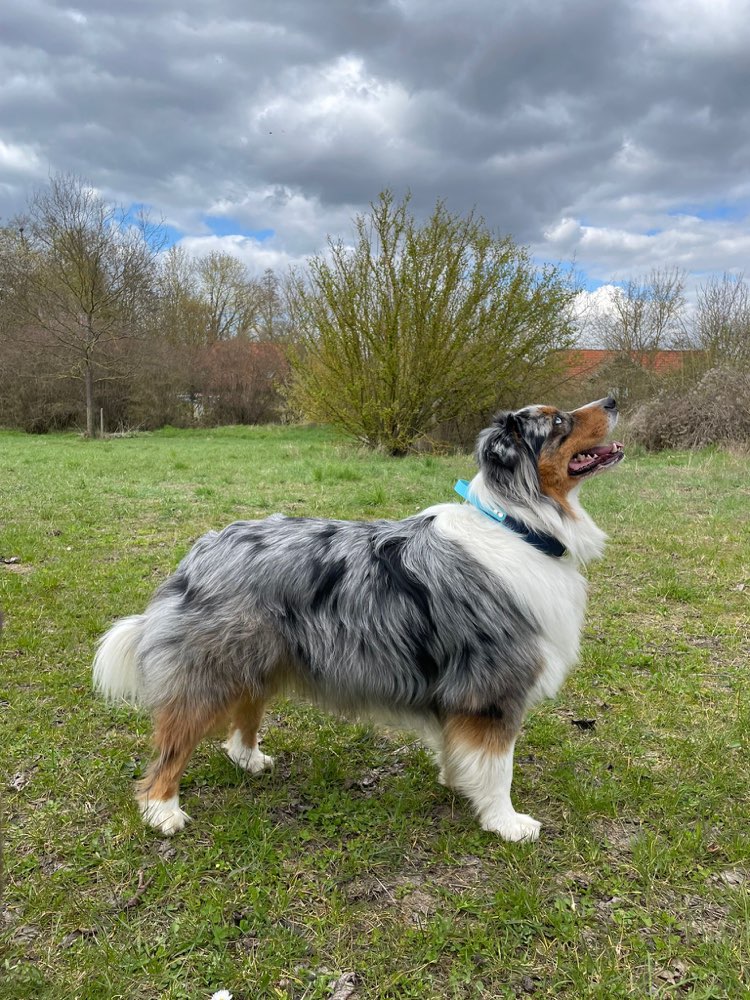 Hundetreffen-Social Walk-Profilbild
