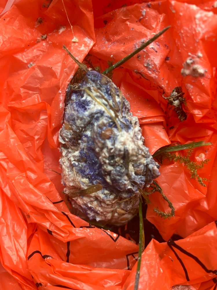 Giftköder-Giftköder Ubierring-Profilbild