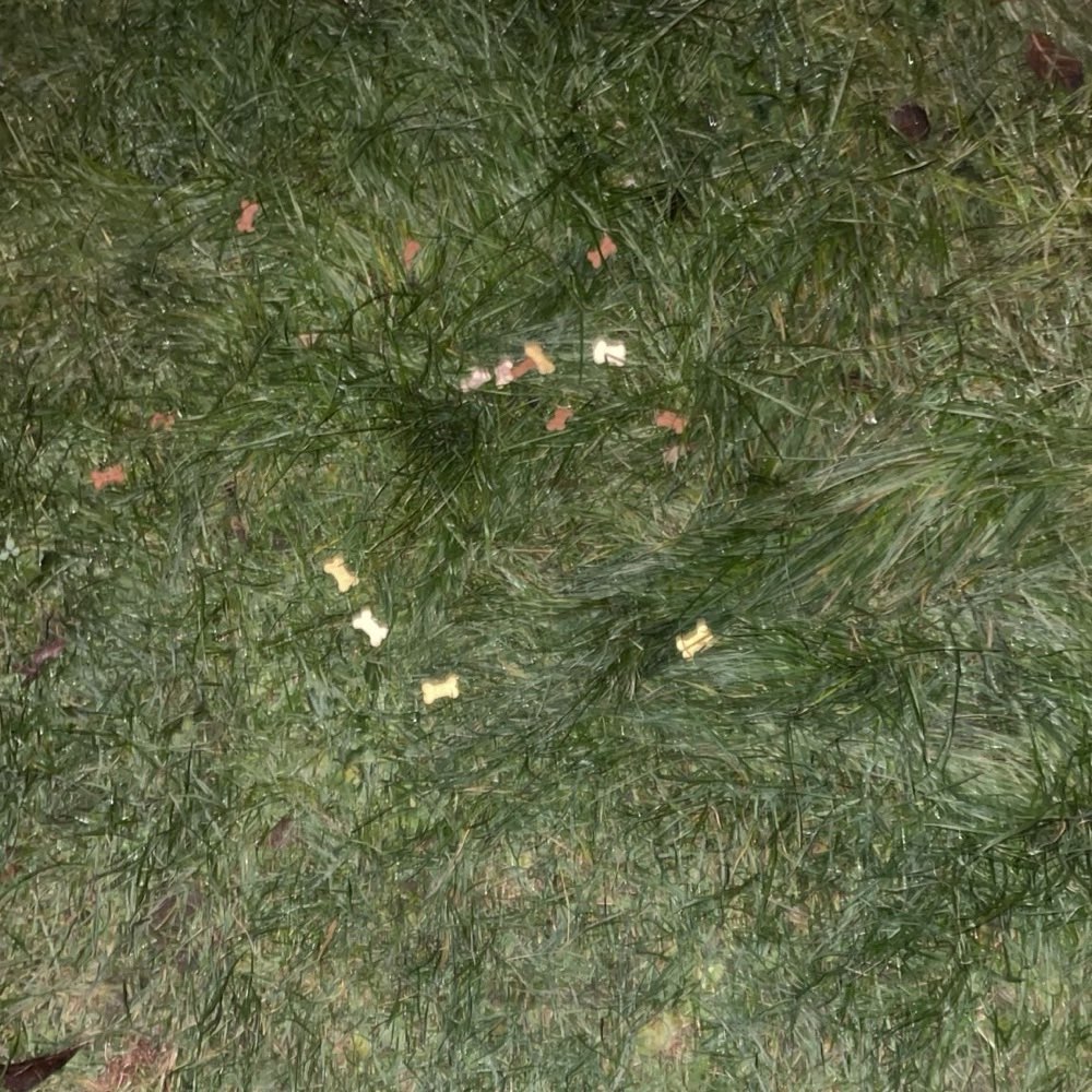 Giftköder-Hundeleckerlies auf den Wiesen-Profilbild